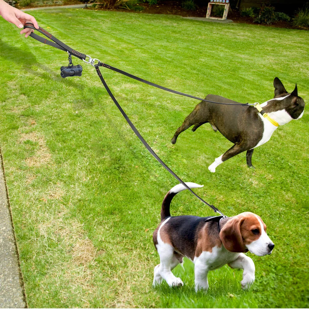 Hand hält schwarzen Lederkoppler – Boston Terrier und Beagle laufen gemeinsam an der Doppelleine über Rasen – Hund & Heim