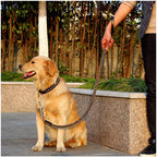 Hund mit geflochtener Lederleine beim Spaziergang im Freien, robuste Hundeleine mit angenehmem Griff und stilvollem Design von Hund & Heim.