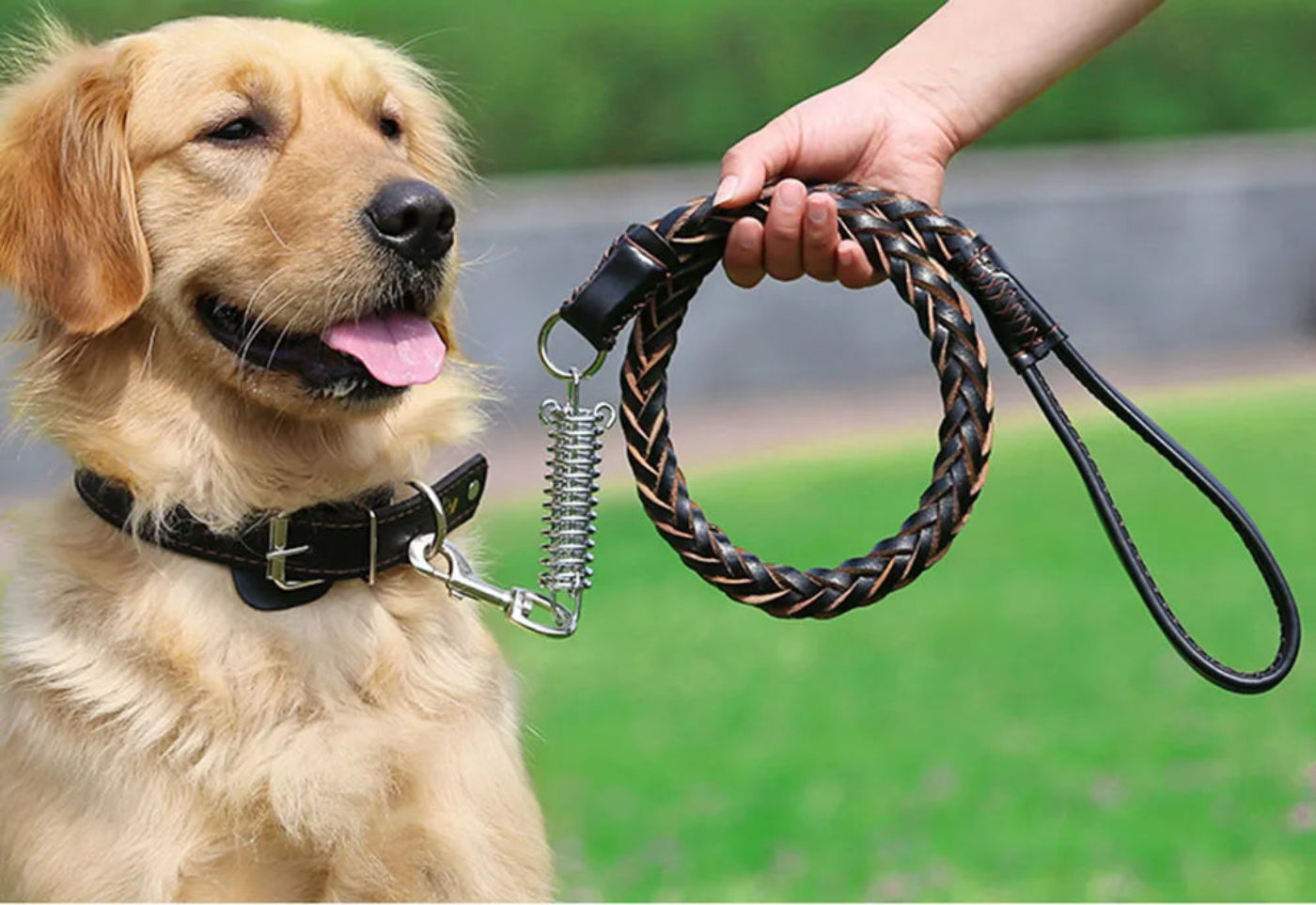 Hund mit geflochtener schwarzer und cognacfarbener Lederleine beim Spaziergang, mit komfortabler Handschlaufe und stoßdämpfendem Element für sichere Führung.