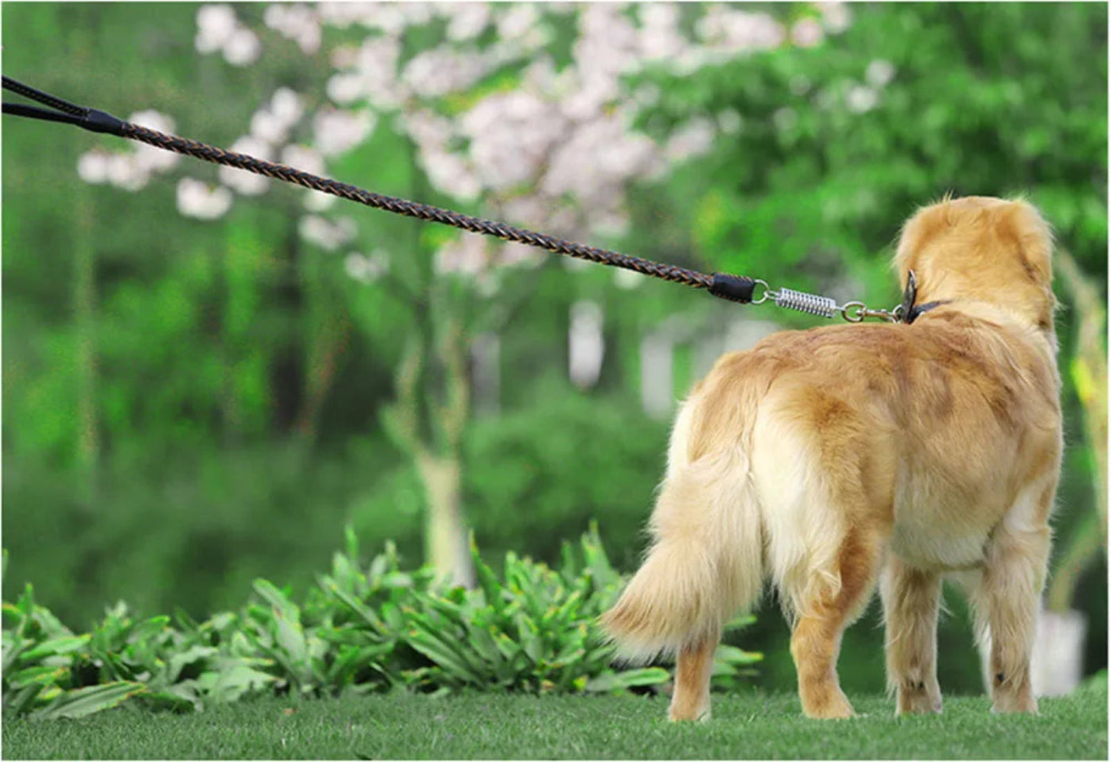Hund mit geflochtener schwarzer und cognacfarbener Lederleine beim Spaziergang im Grünen, mit stoßdämpfendem Element für komfortable und sichere Führung.