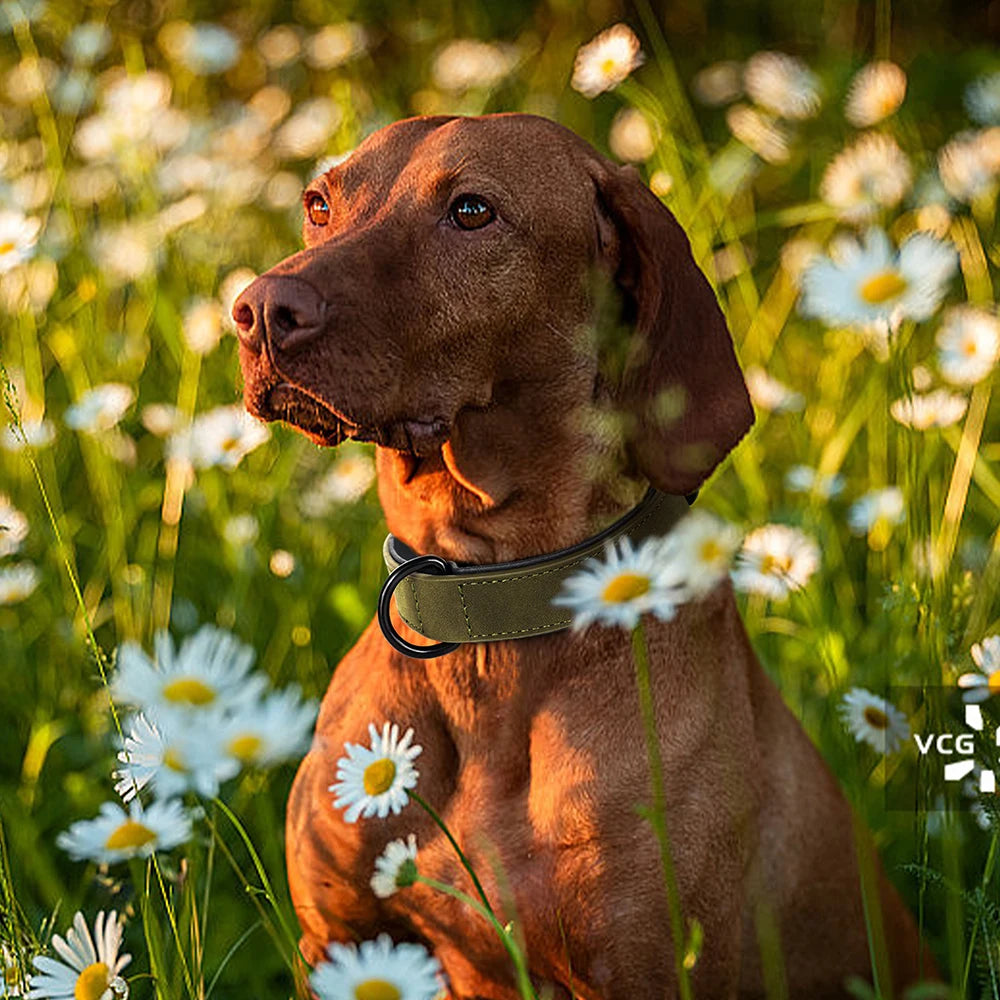 Brauner Vizsla trägt gepolstertes Lederhalsband in Olivgrün auf einer Blumenwiese – Hund & Heim
