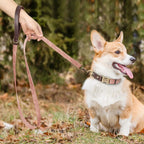 Hund mit rosa Komfort Hundeleine in Lederoptik beim Spaziergang im Freien