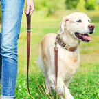 Hund mit brauner Komfort Hundeleine in Lederoptik beim Spaziergang in der Natur