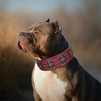 American Bully trägt breites Nieten-Lederhalsband in Bordeaux – robustes Lederhalsband für große Hunde | Hund & Heim
