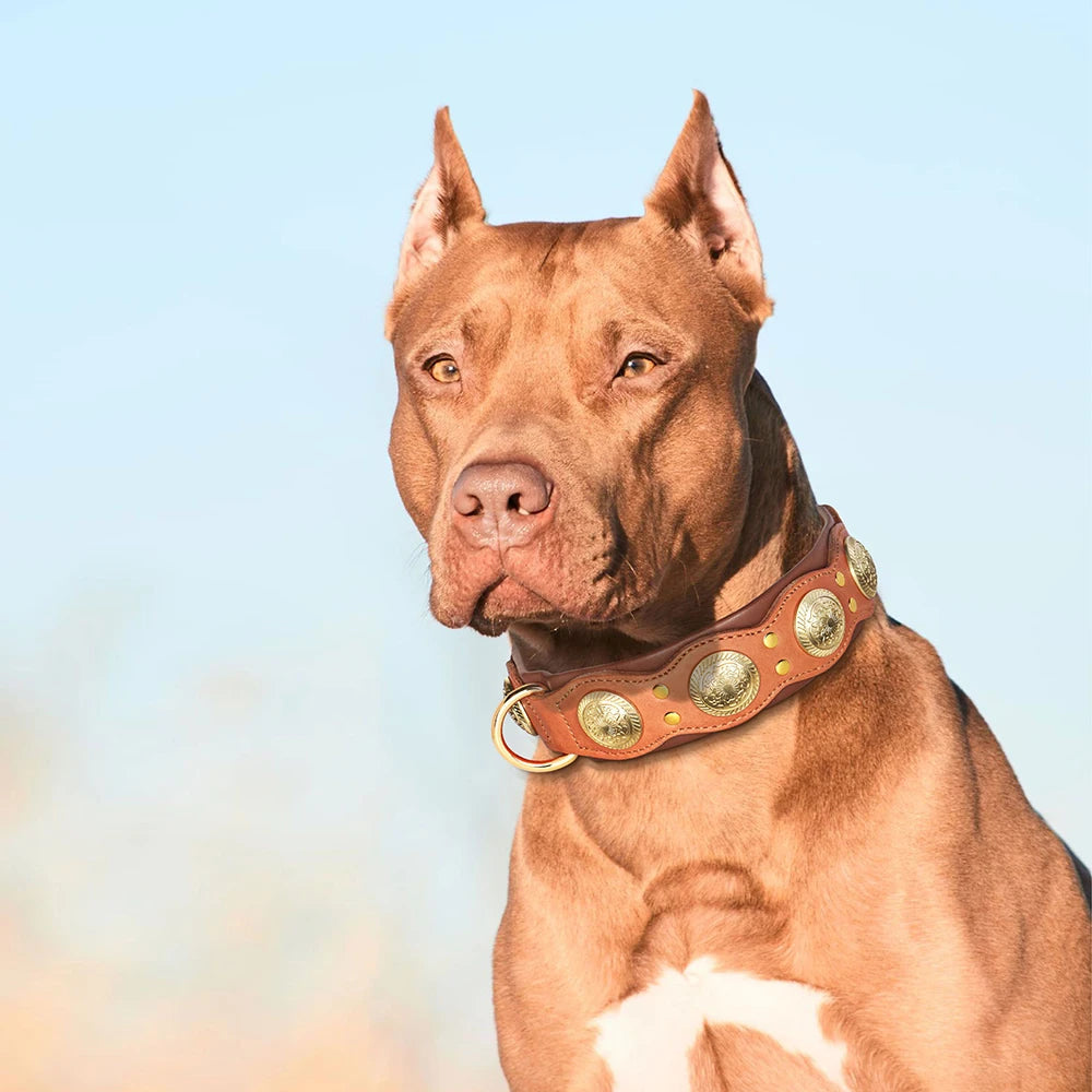 Pitbull trägt Nieten-Lederhalsband aus echtem Rindleder in Cognac mit goldenen Medaillon-Nieten – ideal für große und kräftige Hunde