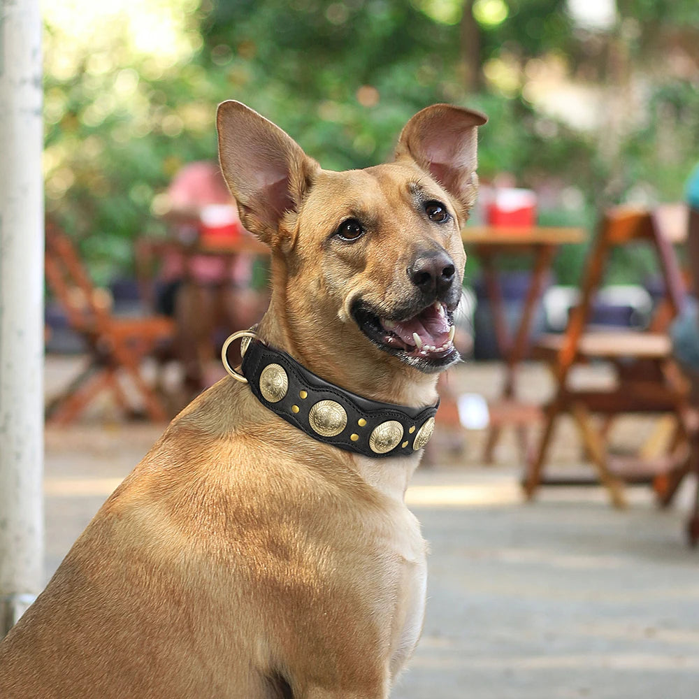 Großer Hund trägt schwarzes Nieten-Lederhalsband mit goldenen Metallnieten im Freien – echtes Rindleder für mittlere und große Hunde