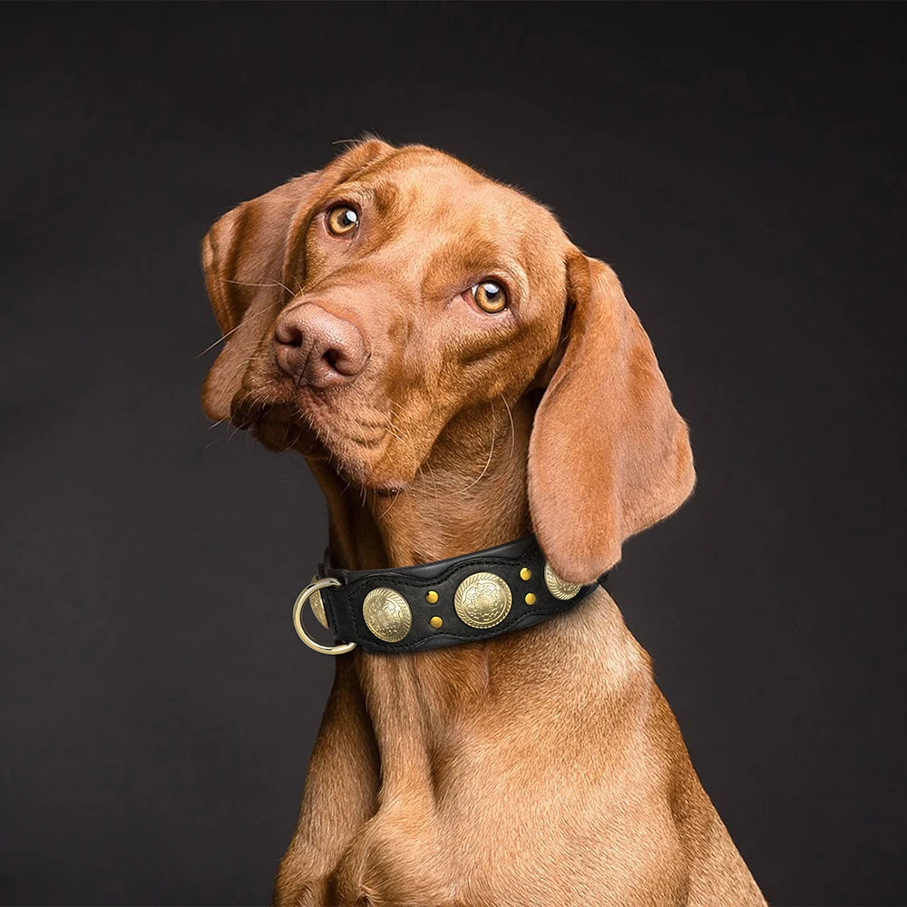 Eleganter Hund trägt schwarzes Nieten-Lederhalsband mit goldenen Medaillon-Beschlägen – echtes Rindleder für mittlere und große Hunde