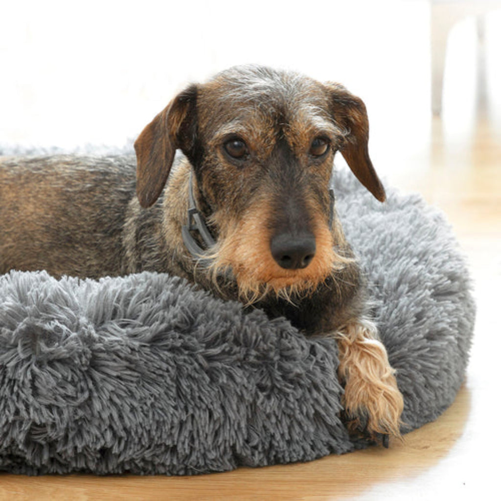 Dackel ruht entspannt im Anti-Stress Hundebett Grau Rund – Gemütliches Kuschelbett Ø 60 cm | Hund & Heim