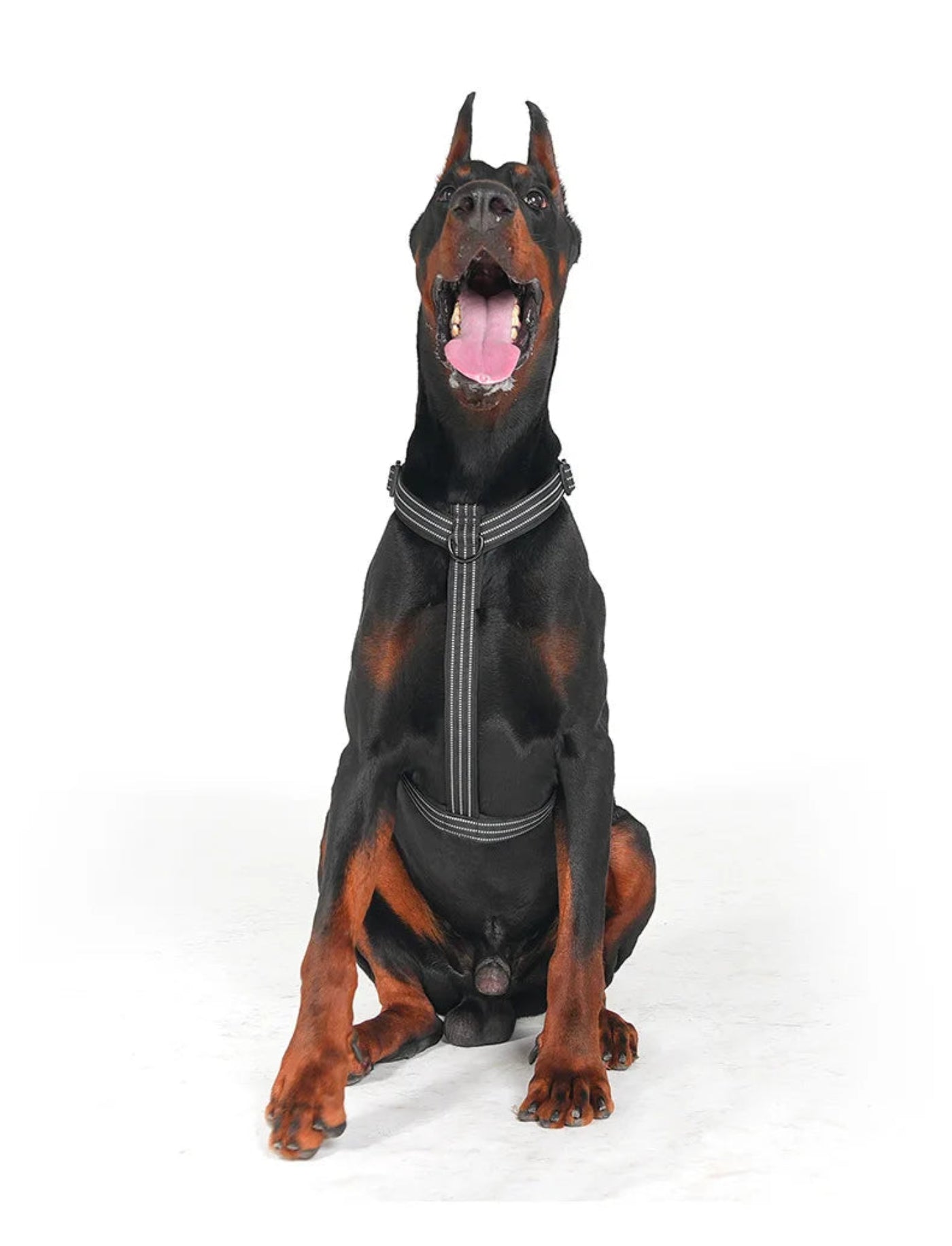 Dobermann trägt ein ergonomisches Hundegeschirr in der Frontansicht. Das verstellbare Brustgeschirr sitzt sicher am Körper und bietet großen Hunden Komfort, Bewegungsfreiheit und eine optimale Passform beim Spaziergang.