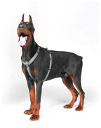 Dobermann trägt ein ergonomisches Hundegeschirr mit sicherer Passform auf weißem Hintergrund. Das verstellbare Brustgeschirr bietet großen Hunden Komfort und Bewegungsfreiheit bei Spaziergängen und Outdoor-Aktivitäten.