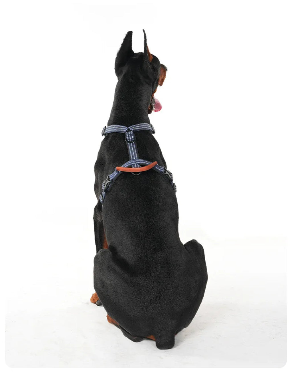 Dobermann trägt ein verstellbares Hundegeschirr in der Rückansicht. Die ergonomische Passform und die anpassbaren Gurte sorgen für einen sicheren Sitz und hohen Komfort bei großen Hunden.
