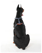 Dobermann trägt ein verstellbares Hundegeschirr in der Rückansicht. Die ergonomische Passform und die anpassbaren Gurte sorgen für einen sicheren Sitz und hohen Komfort bei großen Hunden.