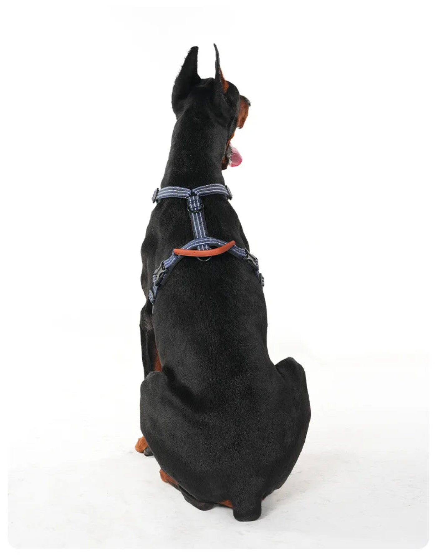 Dobermann trägt ein verstellbares Hundegeschirr in der Rückansicht. Die ergonomische Passform und die anpassbaren Gurte sorgen für einen sicheren Sitz und hohen Komfort bei großen Hunden.