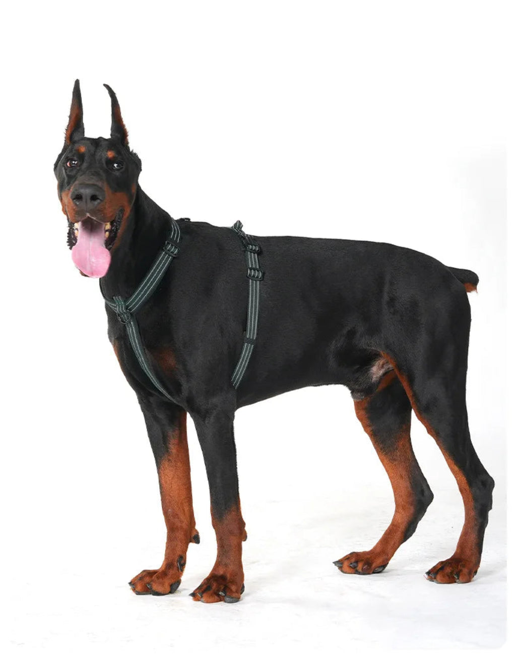 Dobermann trägt ein verstellbares Hundegeschirr in der Seitenansicht. Das ergonomische Brustgeschirr sitzt sicher am Körper und bietet großen Hunden Bewegungsfreiheit sowie Komfort bei Spaziergängen.