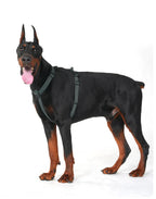 Dobermann trägt ein verstellbares Hundegeschirr in der Seitenansicht. Das ergonomische Brustgeschirr sitzt sicher am Körper und bietet großen Hunden Bewegungsfreiheit sowie Komfort bei Spaziergängen.