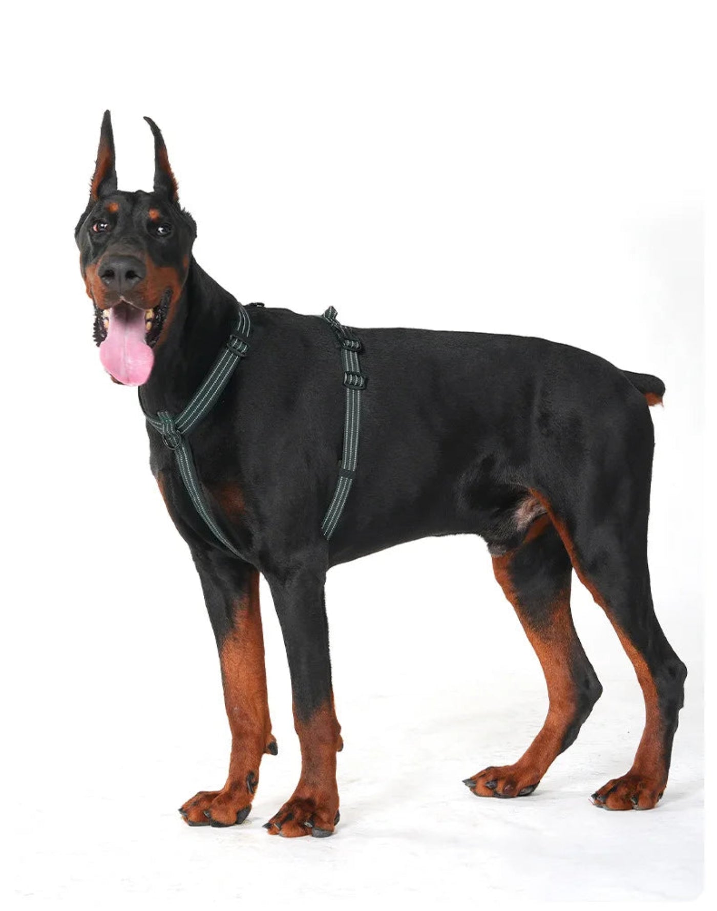 Dobermann trägt ein verstellbares Hundegeschirr in der Seitenansicht. Das ergonomische Brustgeschirr sitzt sicher am Körper und bietet großen Hunden Bewegungsfreiheit sowie Komfort bei Spaziergängen.