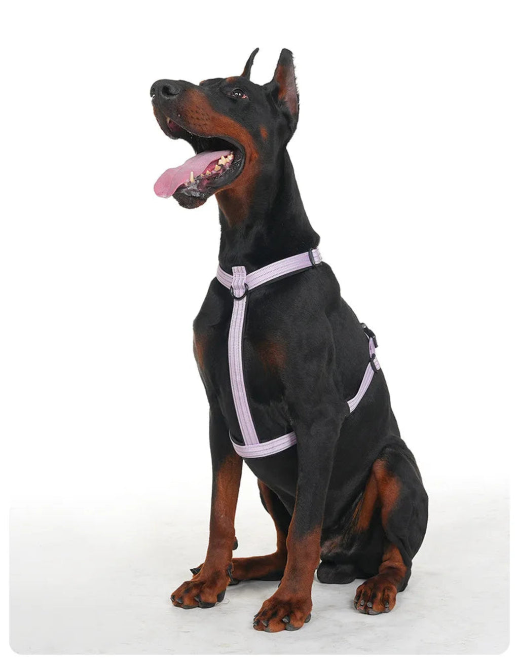 Dobermann trägt ein verstellbares Hundegeschirr mit ergonomischer Passform auf weißem Hintergrund. Das komfortable Brustgeschirr bietet Bewegungsfreiheit und einen sicheren Sitz für große Hunde.