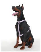 Dobermann trägt ein verstellbares Hundegeschirr mit ergonomischer Passform auf weißem Hintergrund. Das komfortable Brustgeschirr bietet Bewegungsfreiheit und einen sicheren Sitz für große Hunde.