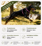 Dobermann läuft im Park mit einem bordeauxroten reflektierenden Hundegeschirr für große Hunde. Das gepolsterte Outdoor Hundegeschirr bietet Bewegungsfreiheit, Komfort und eine sichere Passform für Spaziergänge, Alltag und Wanderungen.