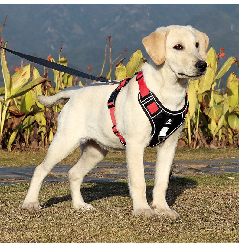Hund & Heim Sicherheits-Hundegeschirr am Hund beim Spaziergang, komfortabler Sitz und sicherer Halt für entspannte Outdoor-Aktivitäten