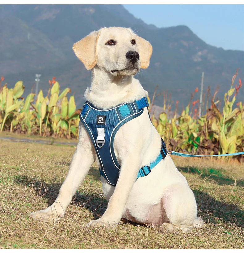 Hund & Heim Sicherheits-Hundegeschirr in Blau am Hund beim Spaziergang, bequeme Passform und sicherer Halt für tägliche Aktivitäten