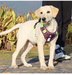 Hund & Heim Sicherheits-Hundegeschirr in Grün am Hund beim Spaziergang, komfortabler Sitz und sichere Passform für den Alltag