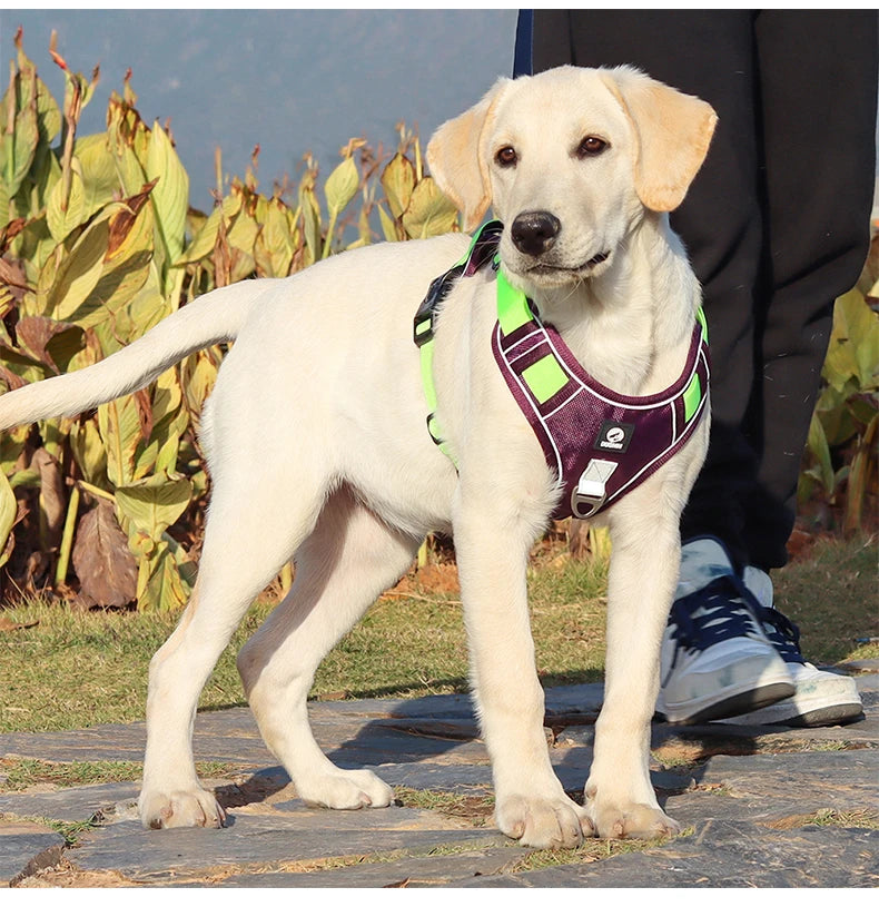 Hund & Heim Sicherheits-Hundegeschirr in Grün am Hund beim Spaziergang, komfortabler Sitz und sichere Passform für den Alltag