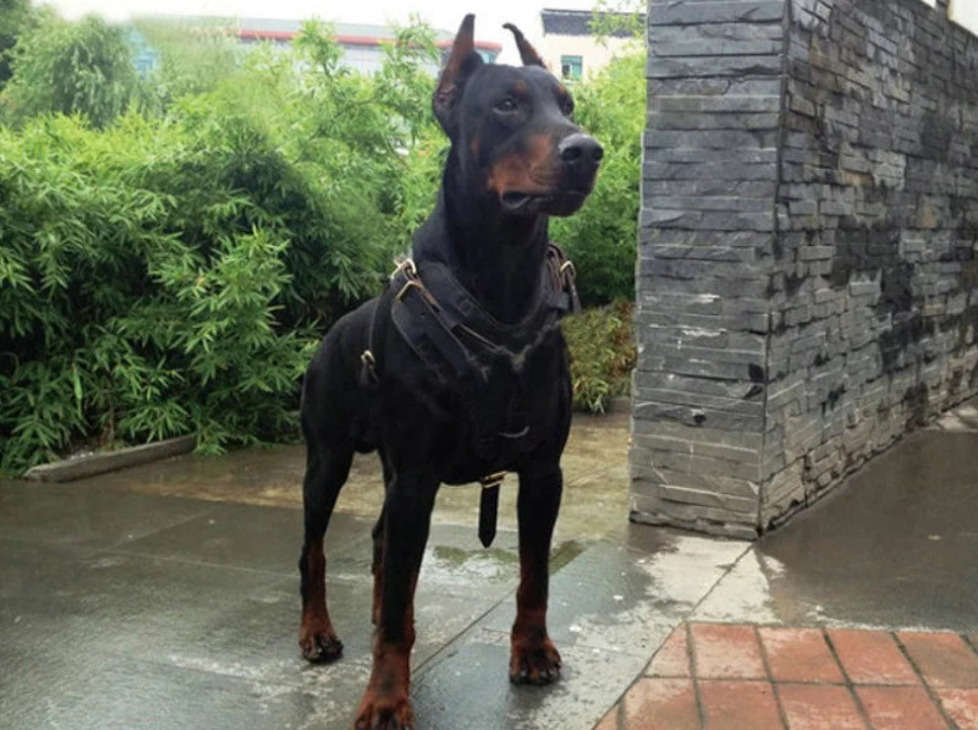 Großer Hund mit schwarzem Premium Leder Hundegeschirr von Hund & Heim beim Spaziergang, komfortables Brustgeschirr für große Hunde im Alltag