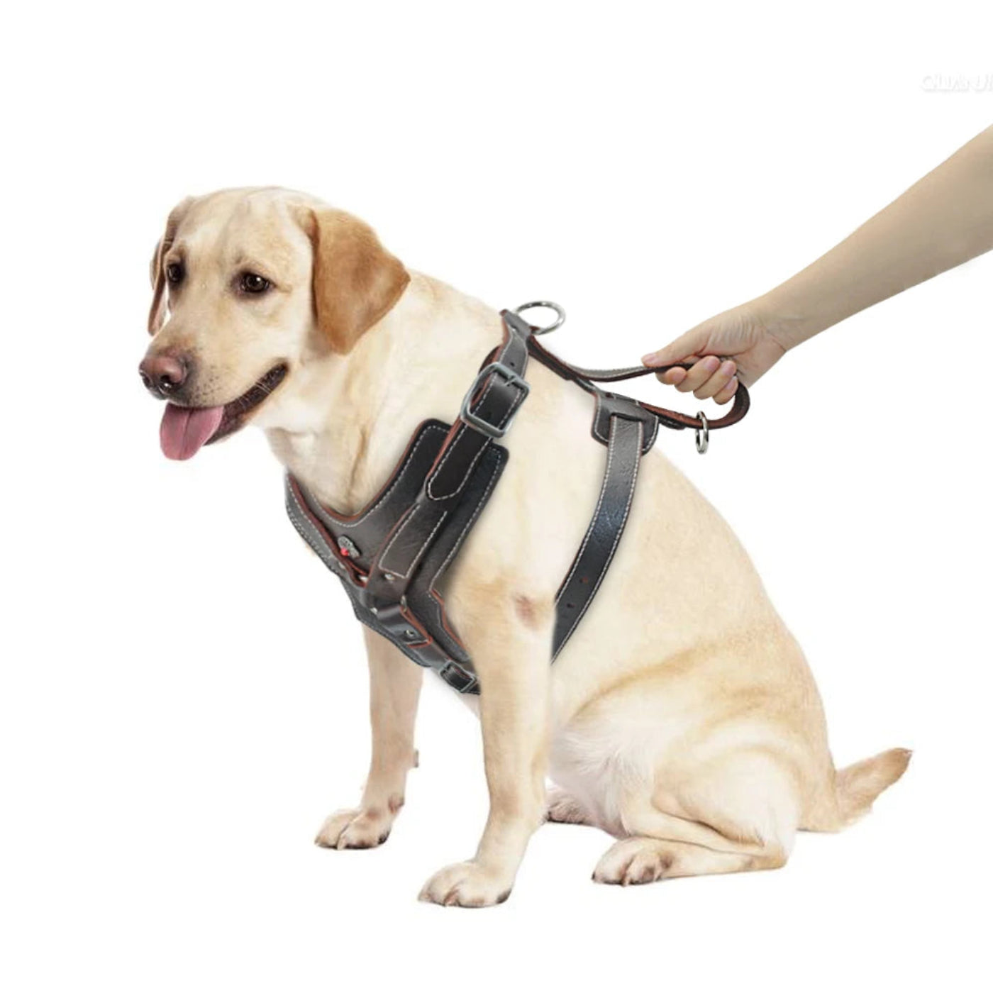 Großer Hund mit Premium Leder Hundegeschirr von Hund & Heim beim Spaziergang, komfortables gepolstertes Geschirr mit sicherer Leinenbefestigung
