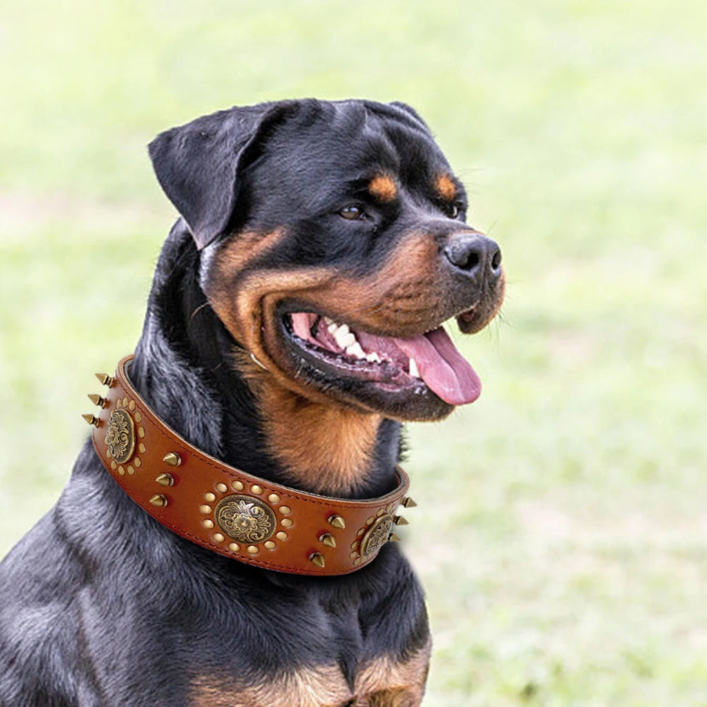 Rottweiler mit hochwertigem Leder Hundehalsband mit Nieten und dekorativen Metallapplikationen – stabiles und edles Premium Hundezubehör von Hund & Heim