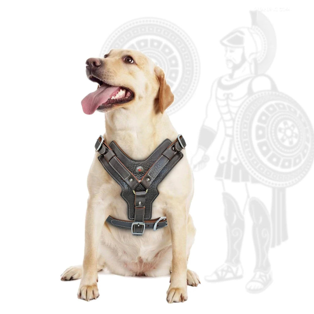 Großer Hund mit Premium Leder Hundegeschirr von Hund & Heim, gepolstertes Brustgeschirr mit komfortabler und verstellbarer Passform