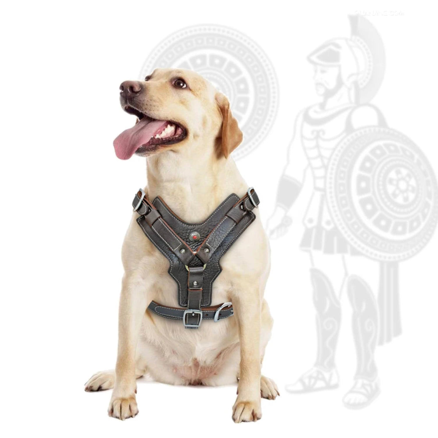 Großer Hund mit Premium Leder Hundegeschirr von Hund & Heim, gepolstertes Brustgeschirr mit komfortabler und verstellbarer Passform