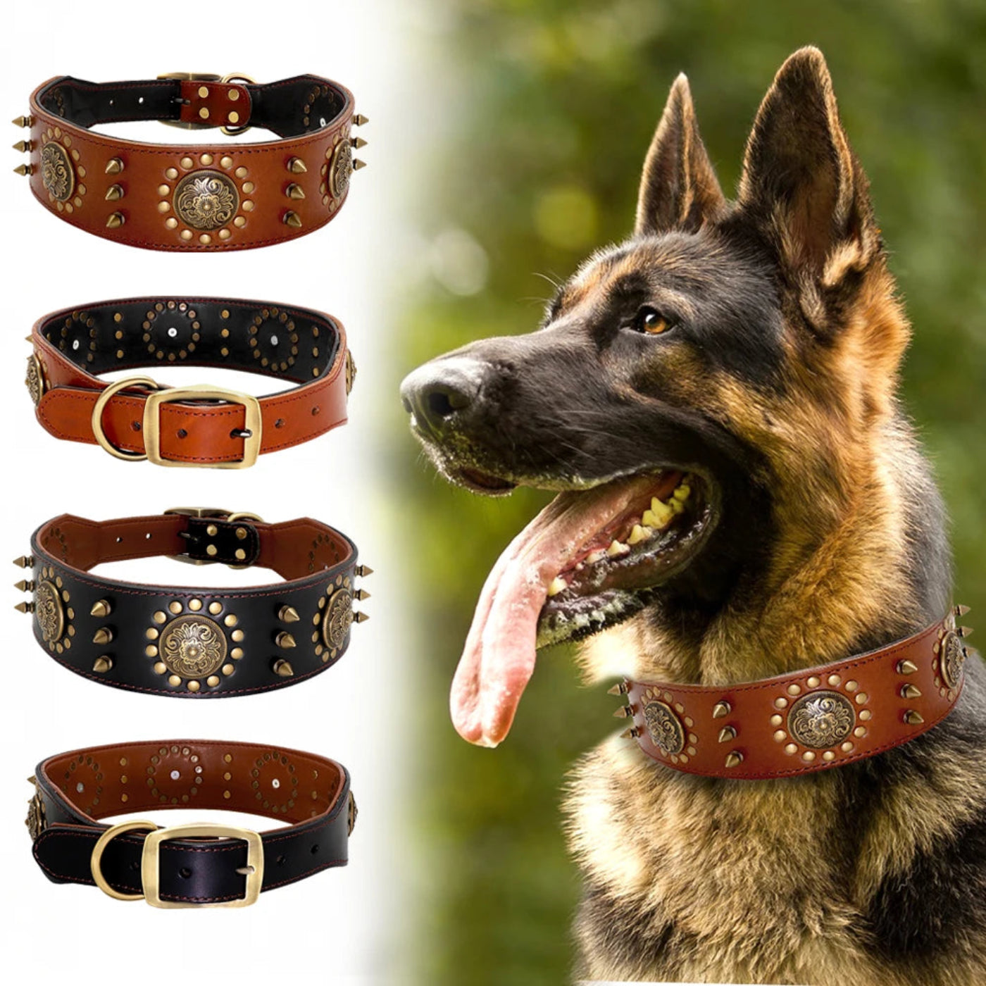 Premium Leder Hundehalsband mit Nieten-Design in Schwarz und Cognac an einem Schäferhund – hochwertiges Hundezubehör von Hund & Heim